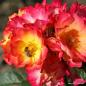 Preview: Summer of Love® Kleinstrauchrose