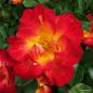 Preview: Summer of Love® Kleinstrauchrose
