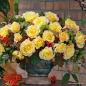 Preview: Sunny Sky® Edelrose