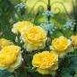 Preview: The Poet's Wife® Englische Rose