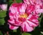 Preview: Versicolor Syn. Rosa Mundi  Strauchrose