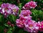 Preview: Versicolor Syn. Rosa Mundi  Strauchrose
