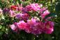 Preview: Versicolor Syn. Rosa Mundi  Strauchrose