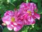Preview: Versicolor Syn. Rosa Mundi  Strauchrose