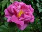 Preview: Wild Edric®  Strauchrose