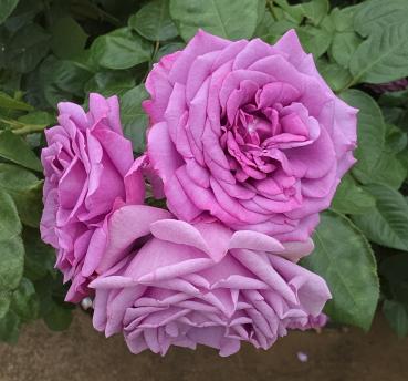 Quicksilver Strauchrose