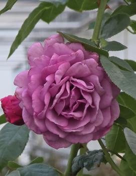 Preview: Quicksilver Strauchrose