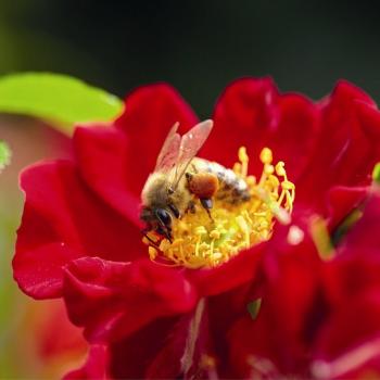 Bienenweide® Rot Kleinstrauchrose