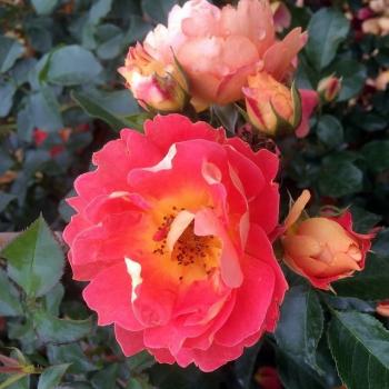 Preview: Bienenweide® Mango Kleinstaruchrose