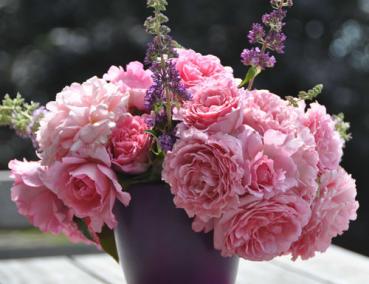 Preview: Bienvenue®   Kletter- Strauchrose