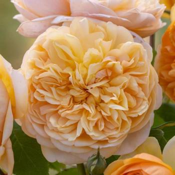 Abraham Darby