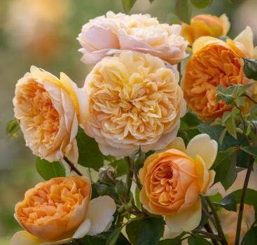 Bring Me Sunshine ® Strauchrose