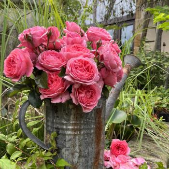 Preview: Comtesse Liger-Belair ®  Beetrose