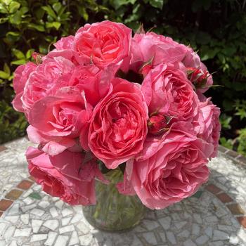 Preview: Comtesse Liger-Belair ®  Beetrose