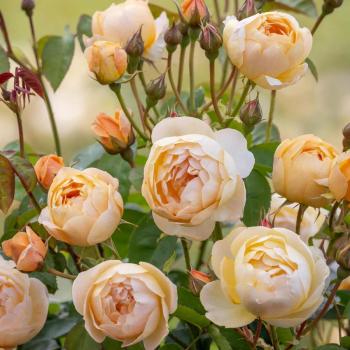 Preview: Dannahue ®   Strauchrose