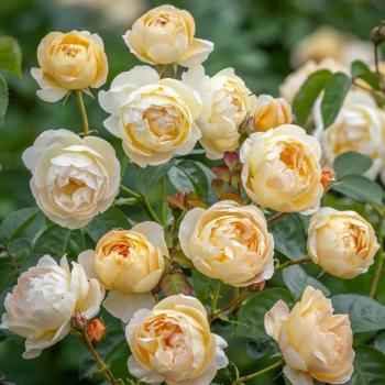 Dannahue ®   Strauchrose