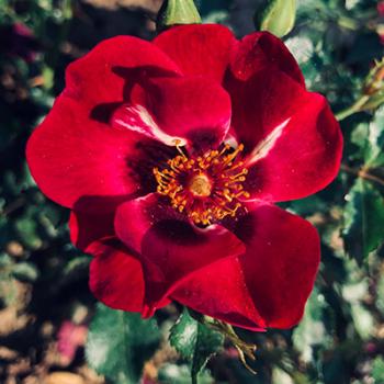 Preview: Devil Babylon Eyes® Beetrose