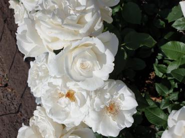 'Die Rose Ihrer Majestät'® Beetrose
