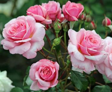 Eeuwige Passie ® Floribunda Rose