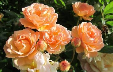 Ghislaine de Féligonde  Rosa multiflora Hybride  Ramblerrose