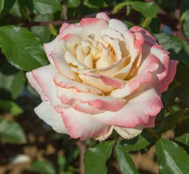 Lyon Lumieres ® Edelrose