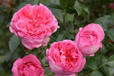 La Rose de Molinard® delgrarose Strauchrose