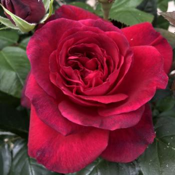 Preview: La Rose Monsieur ® Strauchrose