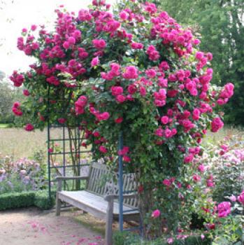 Laguna®   Kletterrose