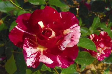 Maurice Utrillo ® Beet/ Strauchrose