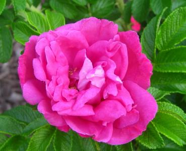Moje Hammarberg  Rosa rugosa Hybride  Kleinstrauchrose