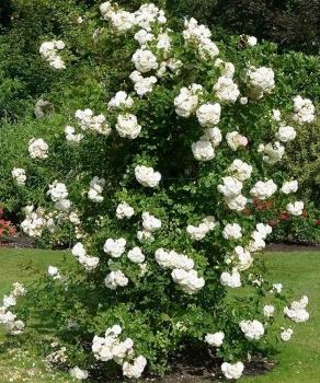 Preview: Perfume Dreams®  Kletterrose