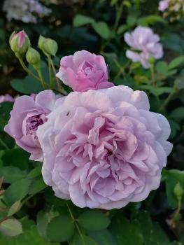 Rainy Blue Floribunda
