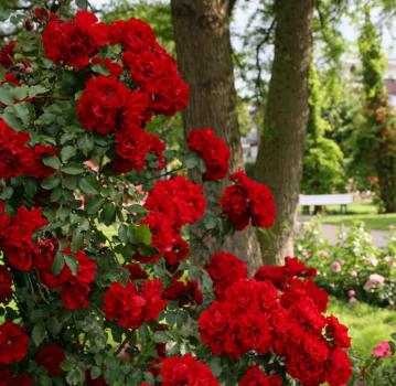 Roter Korsar ® Strauchrose