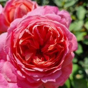 Soroptimist Women's Voice ® Beetrose