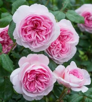 Preview: The Ancient Mariner ®  Englische Rose