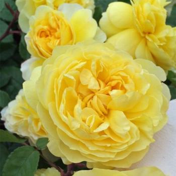 Preview: The Poet's Wife® Englische Rose