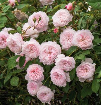 The Albrighton Rambler ® - Rambler Rose