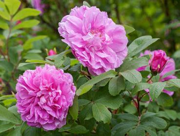 Thérèse Bugnet Strauchrose (wurzelecht)