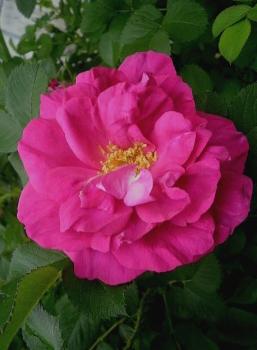 Preview: Wild Edric®  Strauchrose