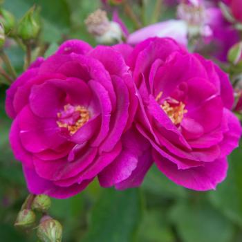 Preview: Bluebell  Beetrose