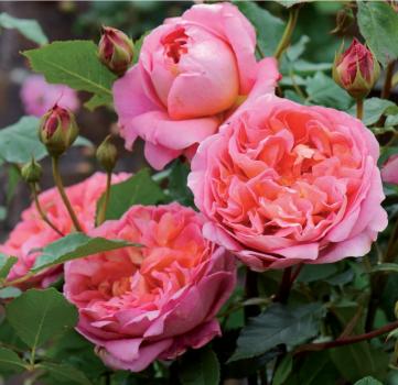 Boscobel ®    Strauchrose