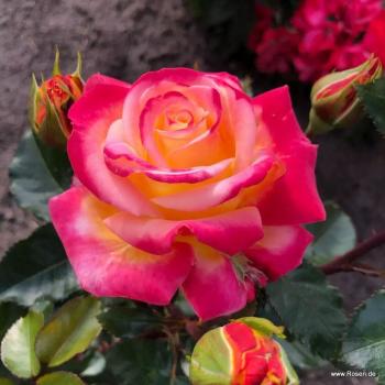 Preview: Casino® Edelrose