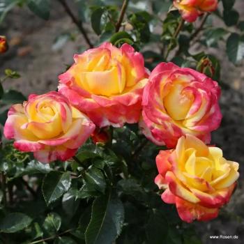 Preview: Casino® Edelrose