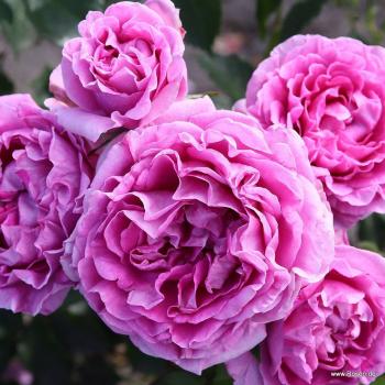 Clivia®   Beetrose