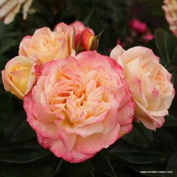 Concorde® Edelrose