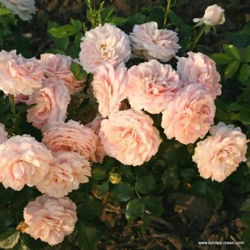 Preview: Cremosa®   Beetrose