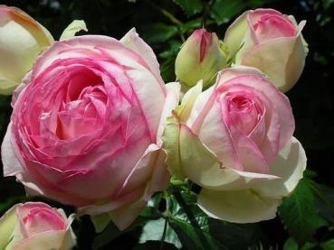 Eden Rose 85 ® (Pierre de Ronsard) - Strauchrose