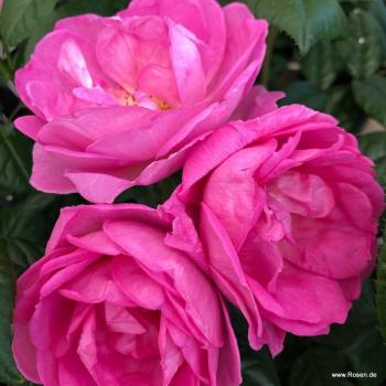 Preview: Europa Donna Beetrose
