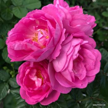 Preview: Europa Donna Beetrose