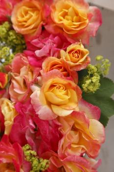 Preview: Firebird®   Beetrose